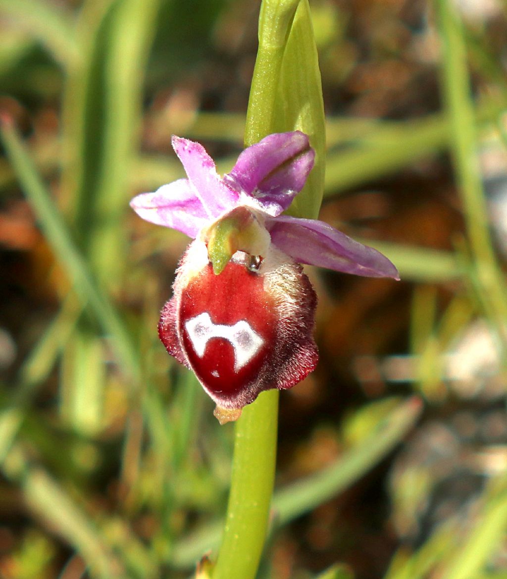 Ophrys crabronifera & Ophrys holosericea sp. � Monti Lucretili  (Roma).